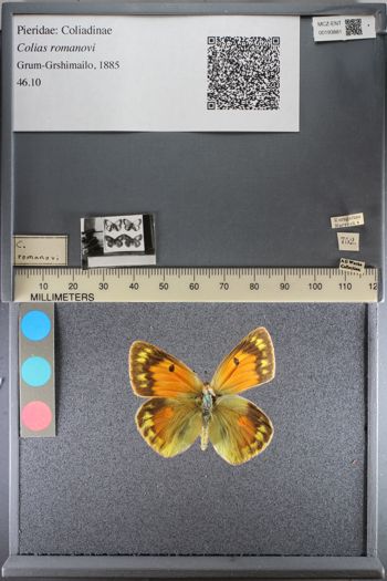 Media type: image;   Entomology 193881